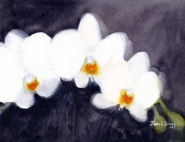 Orchid White Phalaenopsis