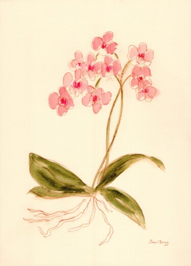 Orchid from Susann's Store 1.5