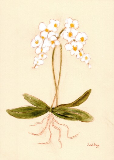 Orchid from Susann's Store 2.7